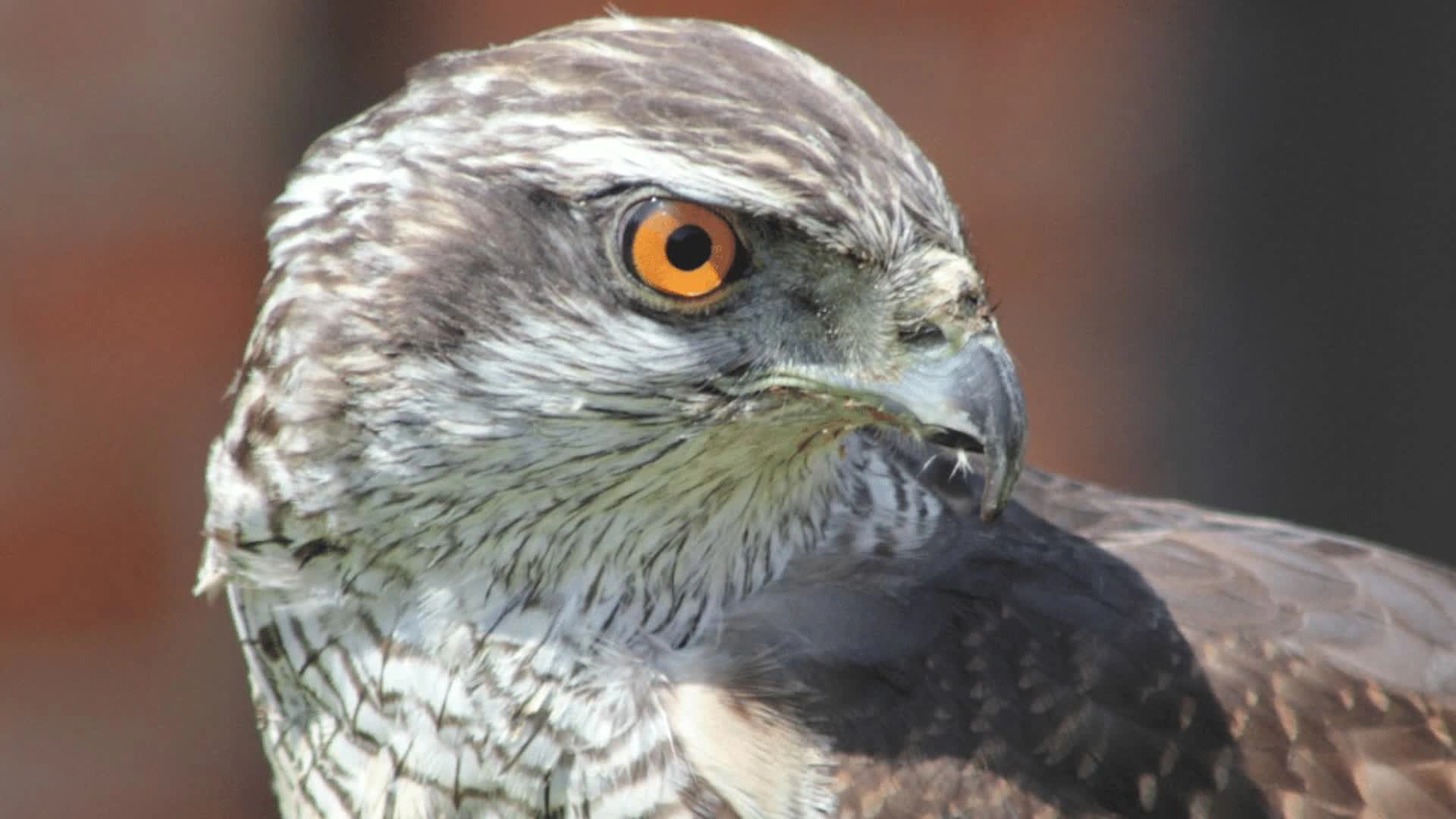 Festival de l'épervier à El Haouaria