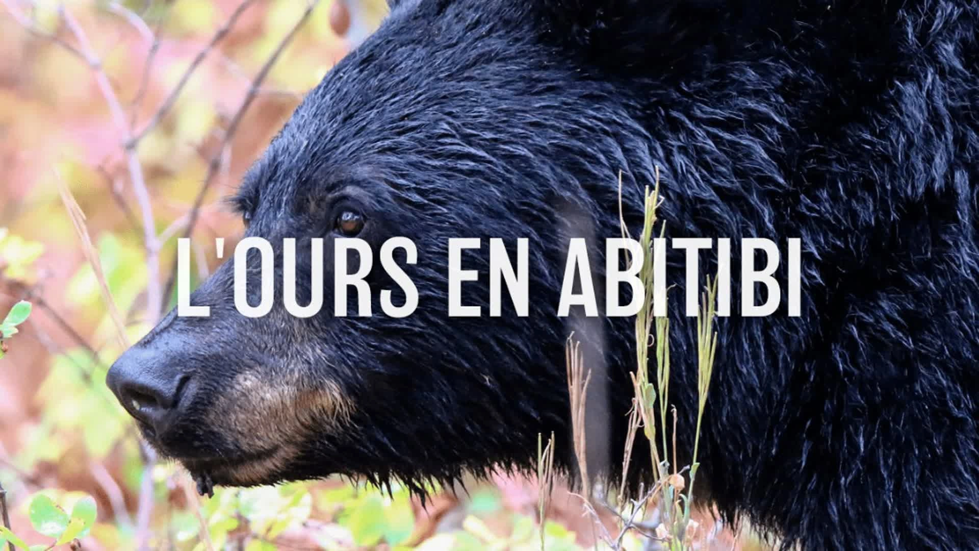 L'ours en Abitibi