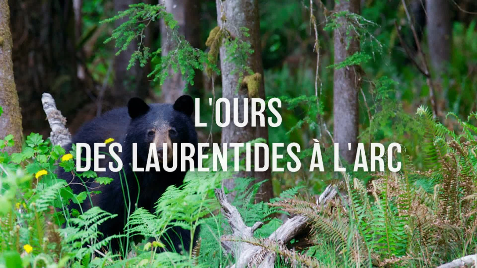 L'ours des Laurentides à l'arc