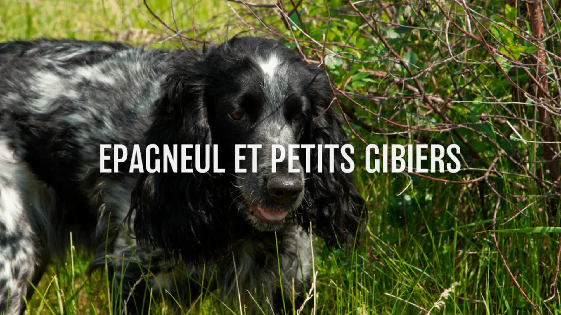 Epagneul et petits gibiers