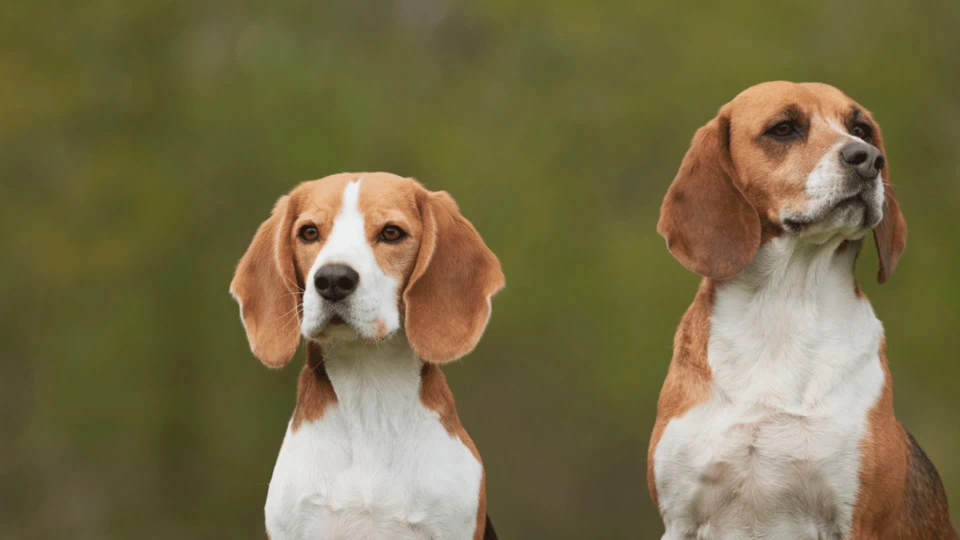 Beagle, chien de lapin
