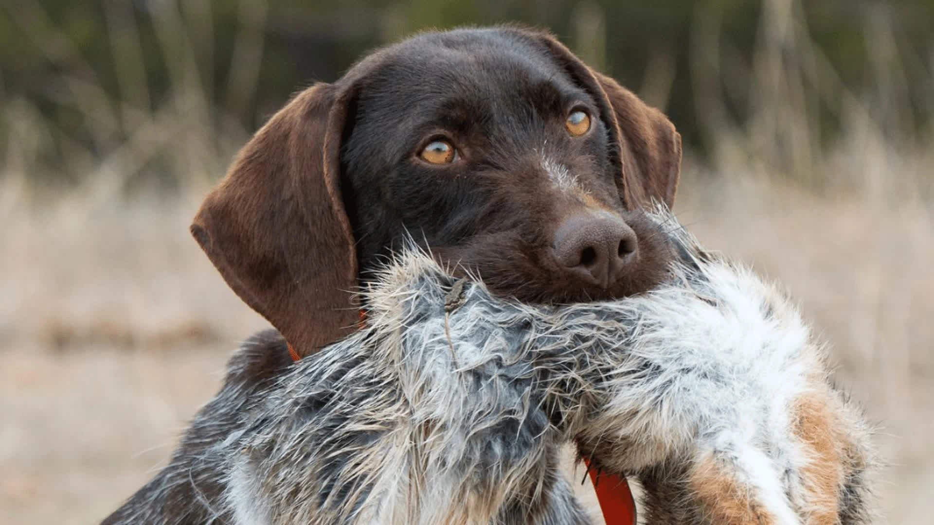 Bretagne, terre de lapin