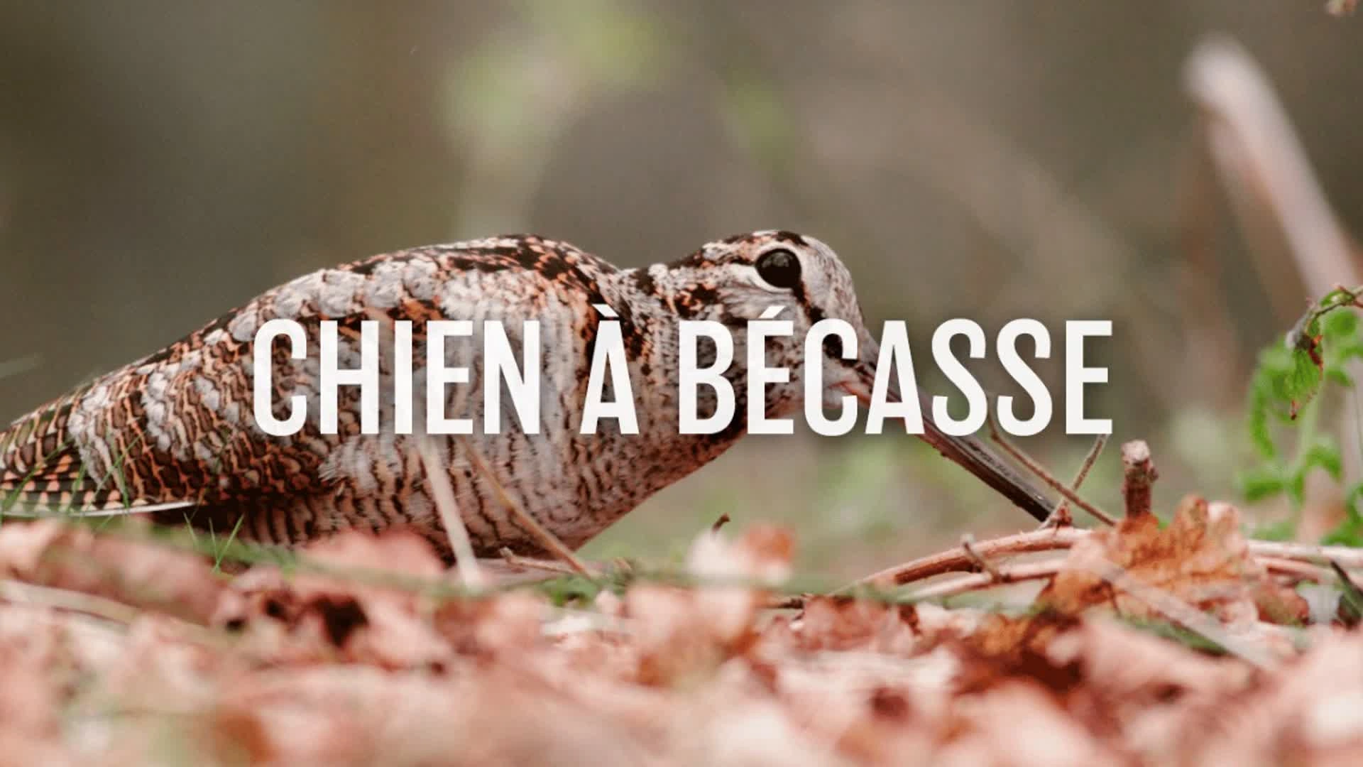 Chien à bécasse