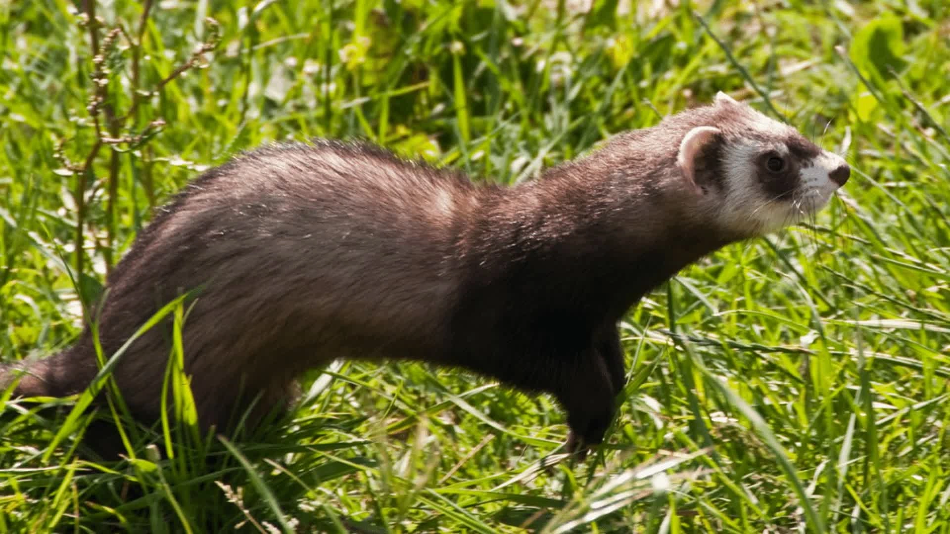 Lapin au furet en Bretagne