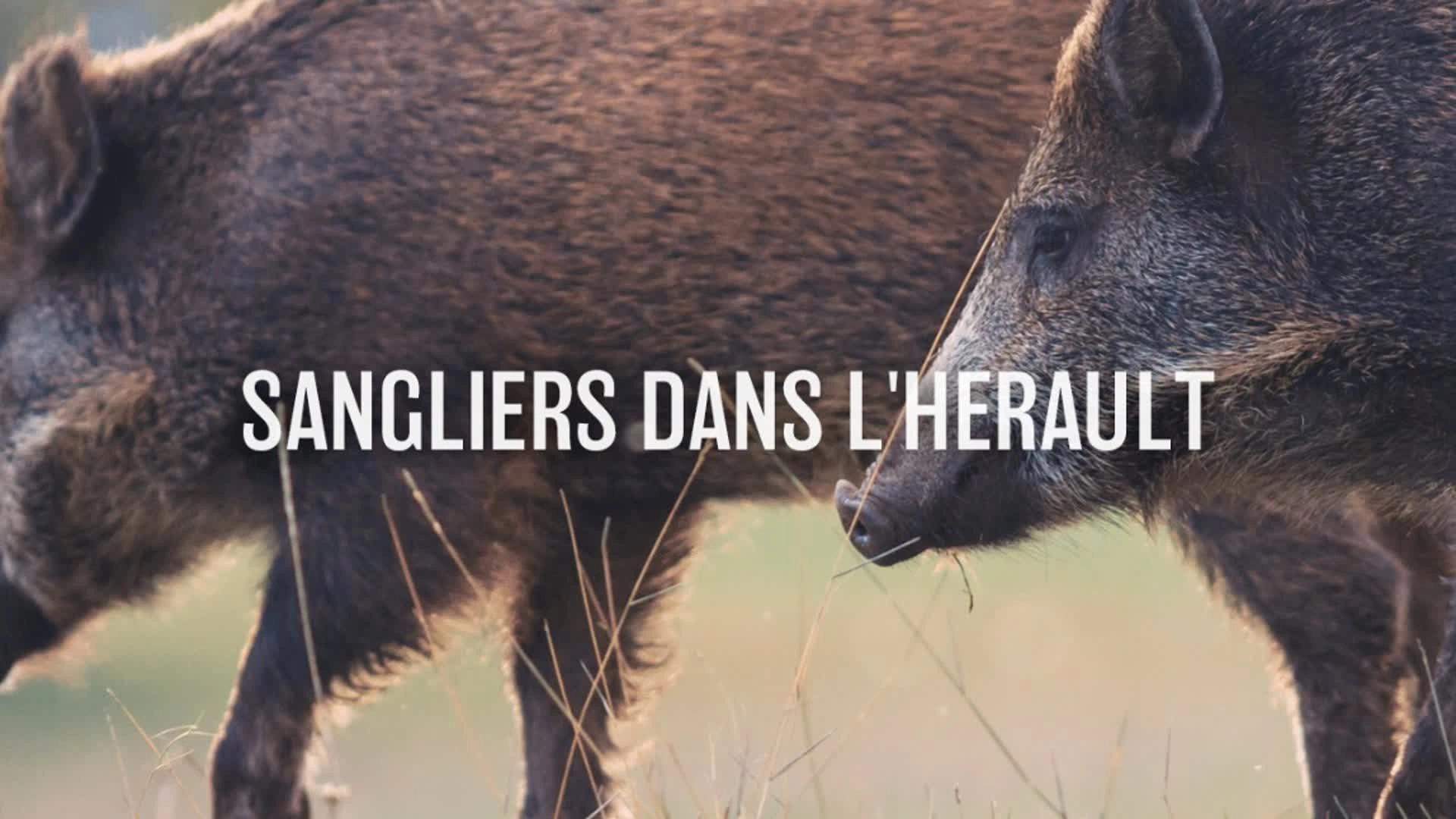 Sangliers dans l'Hérault