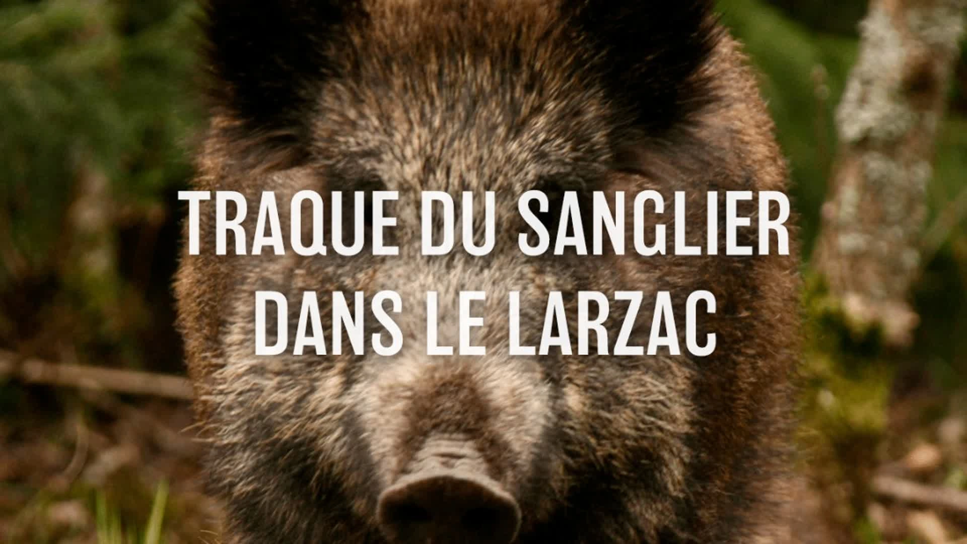 Traque du sanglier dans le Larzac