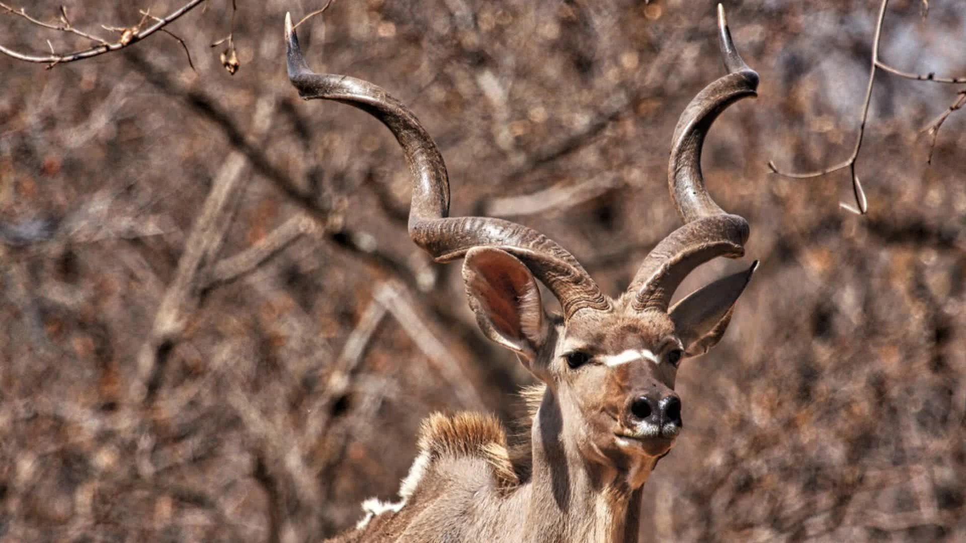 Ads, Afrique du Sud (épisode 2)