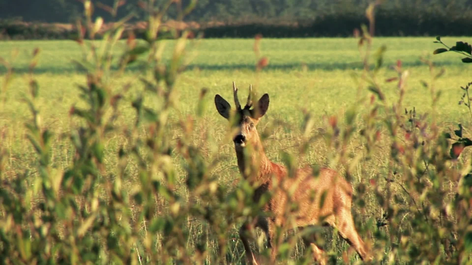 Brocard d’Été (épisode 1)