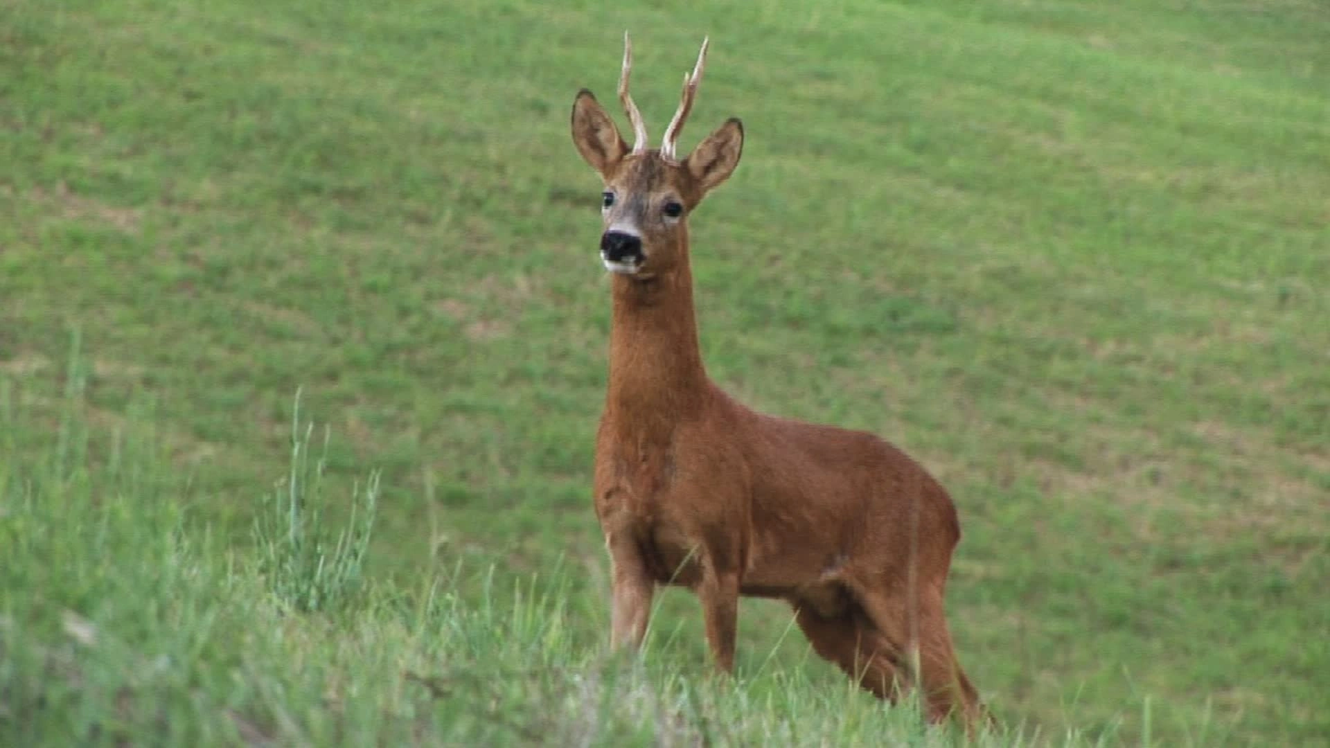 Brocard d’Été (épisode 2)
