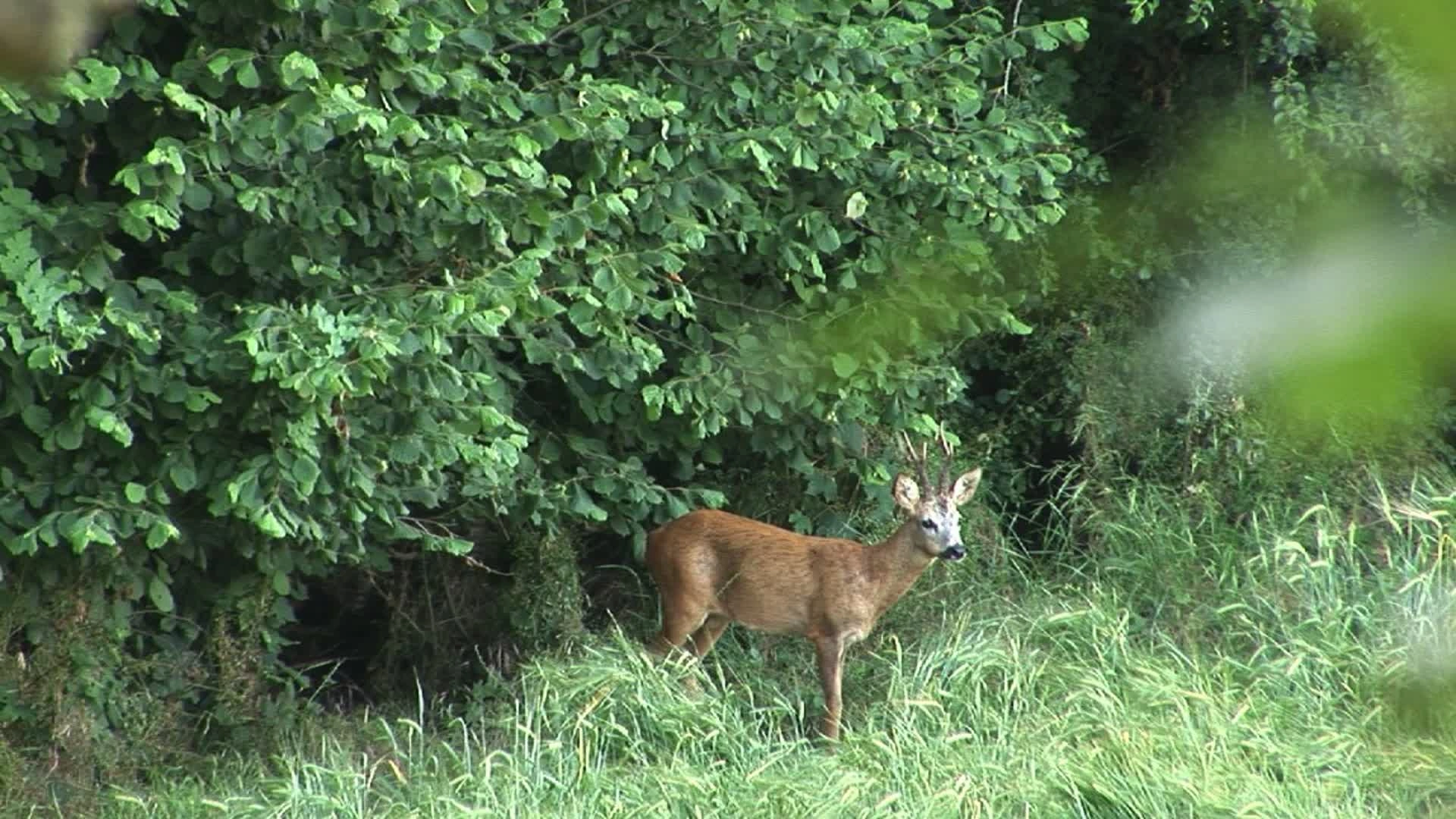 Brocard d’Été (épisode 3)
