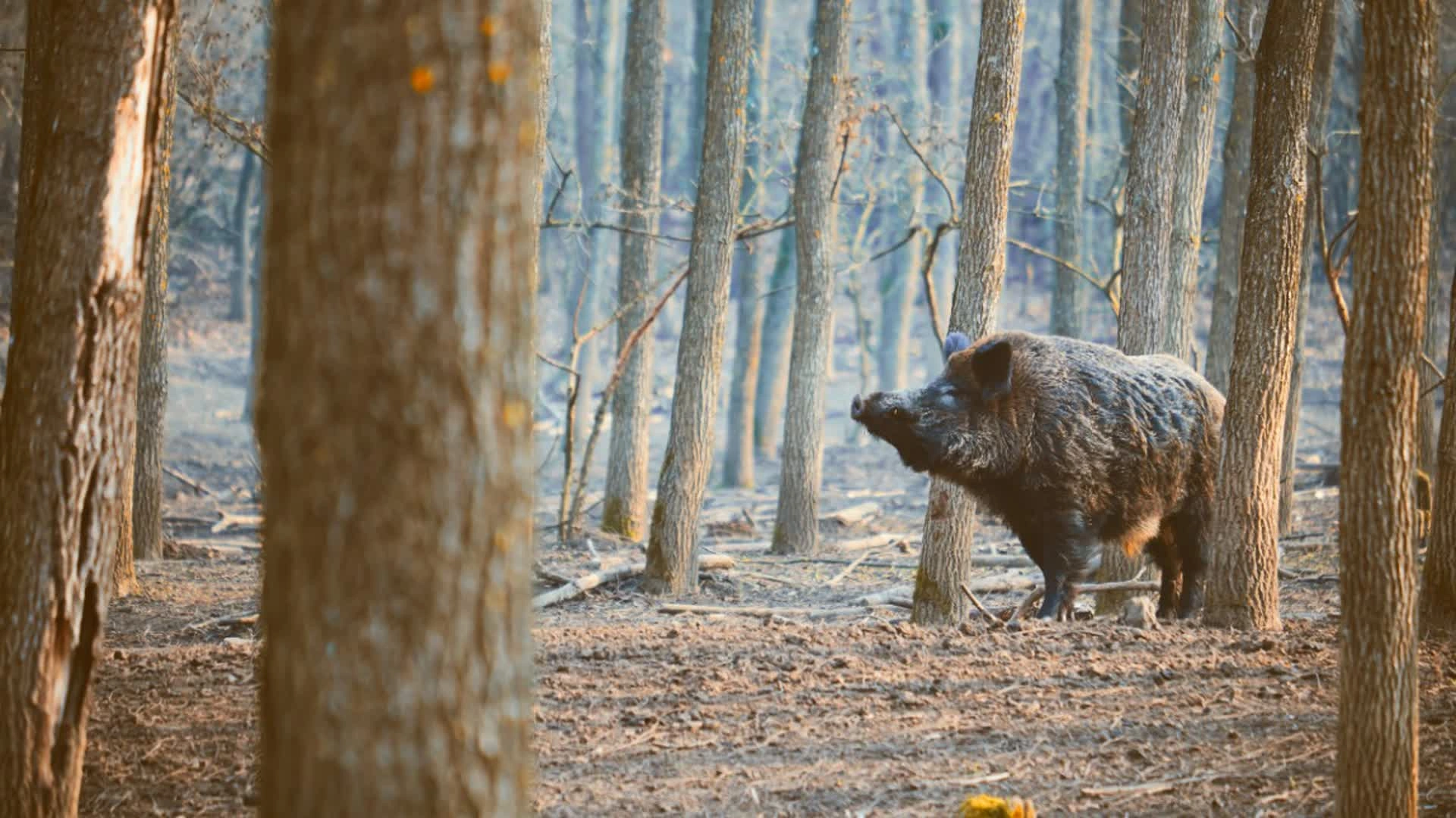 Domaine de l’Attila