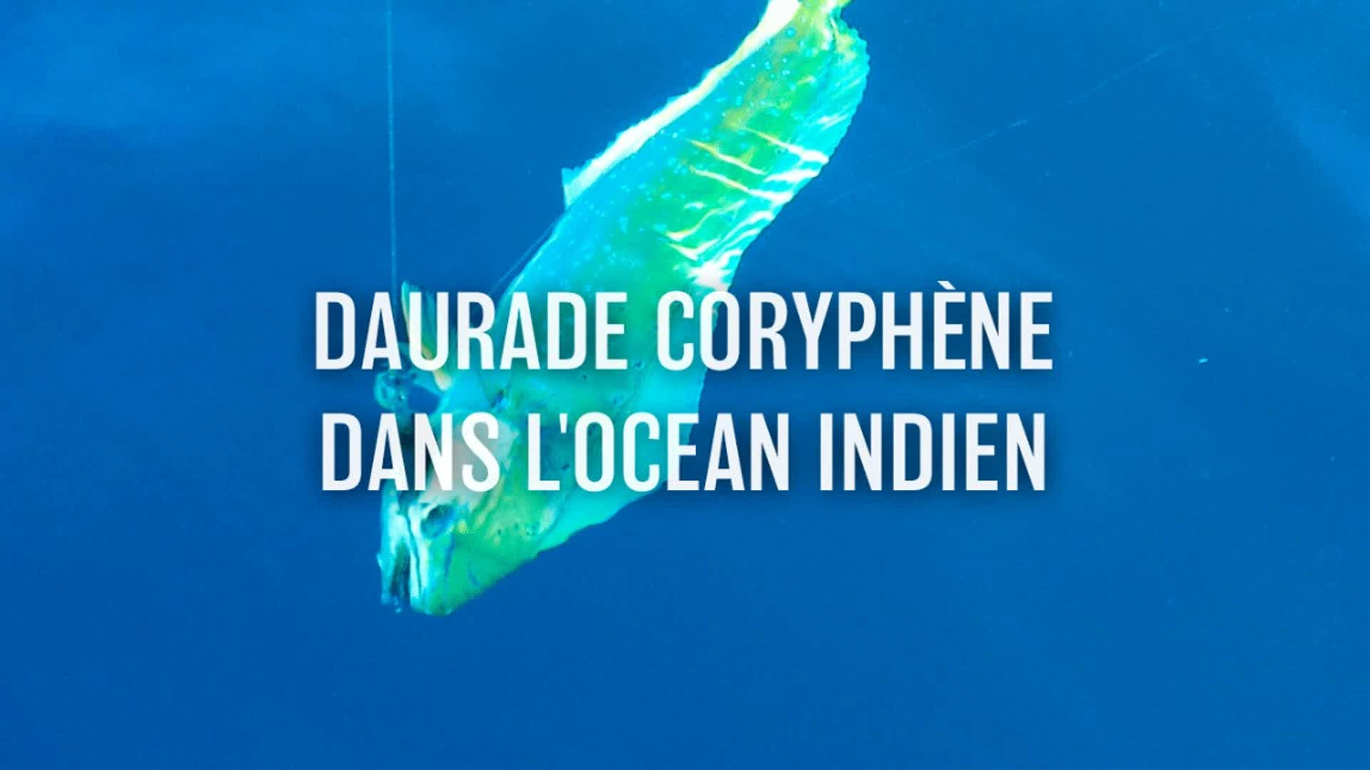 Daurade coryphène dans l'océan Indien