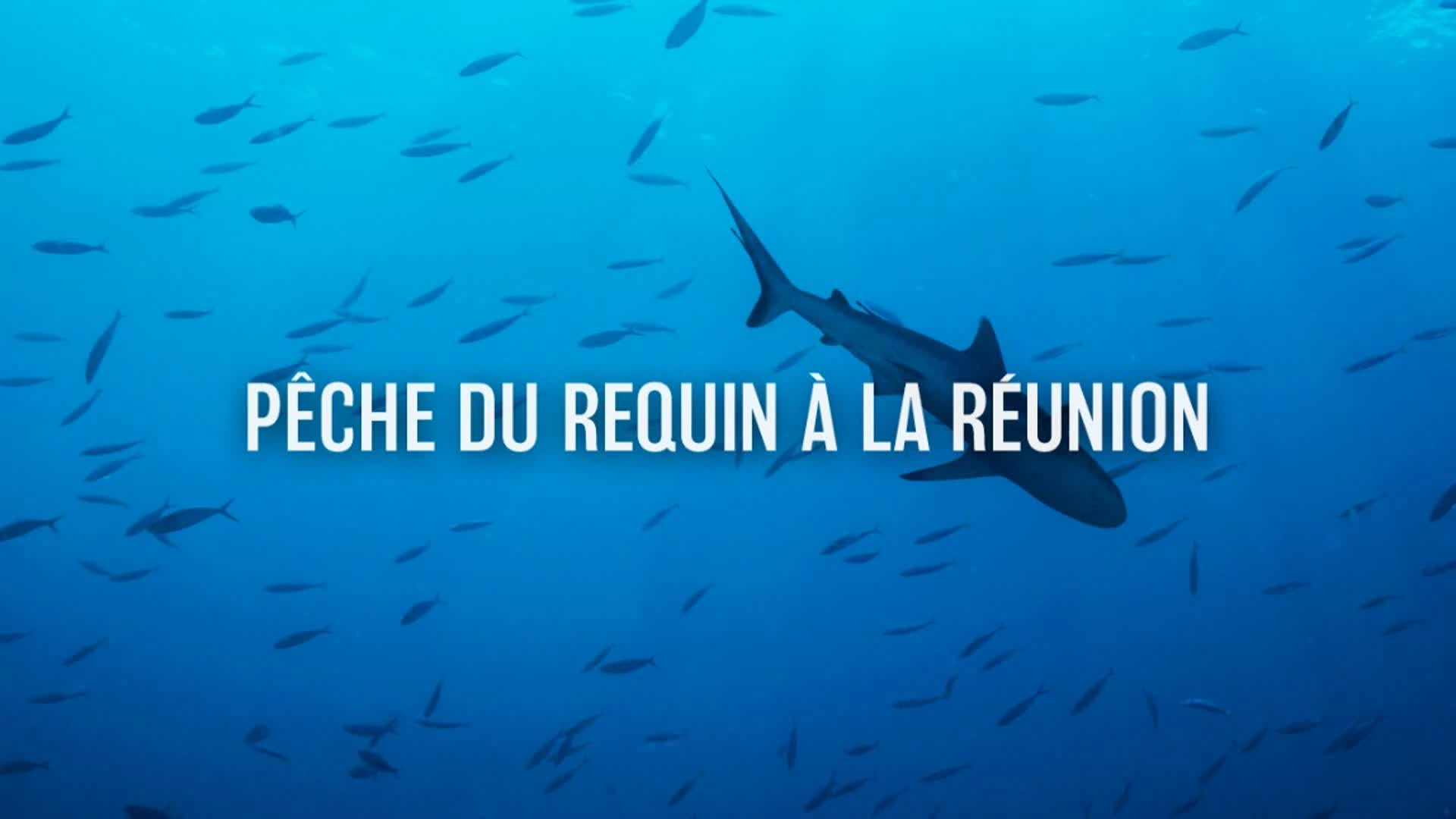 Pêche du requin à la réunion