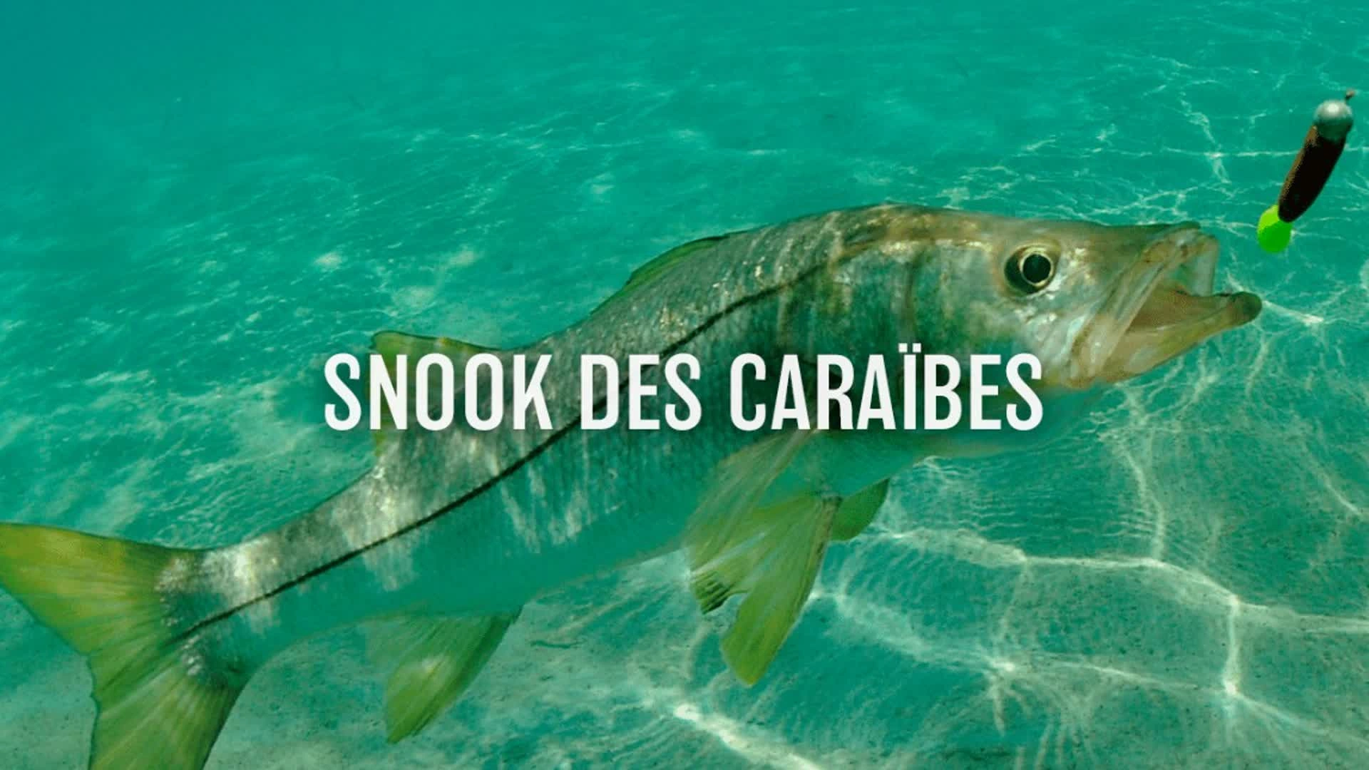 Snook des Caraïbes