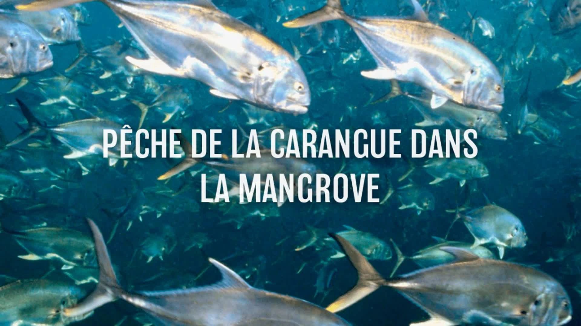 Pêche de la carangue dans la Mangrove