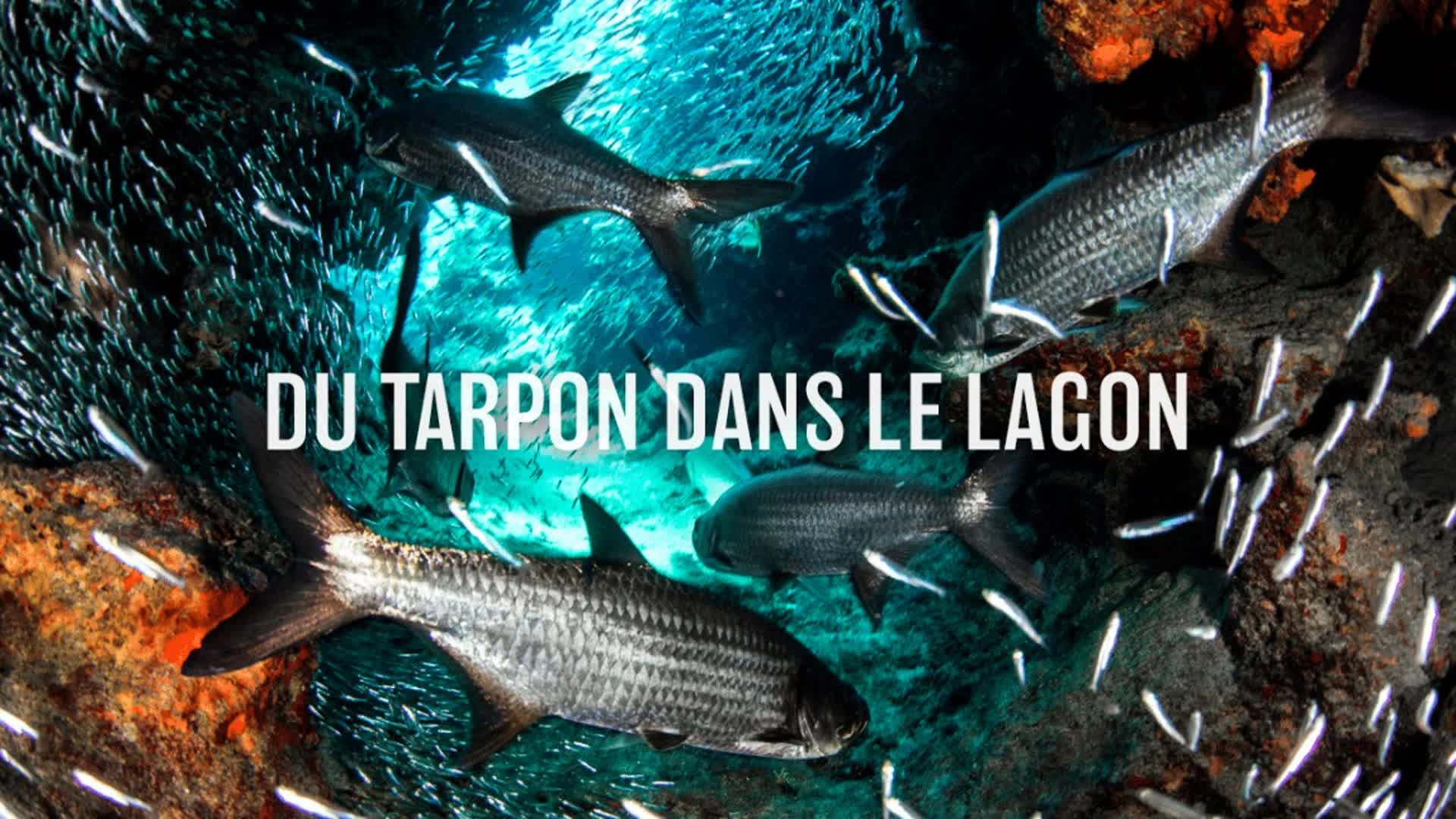Du tarpon dans le lagon