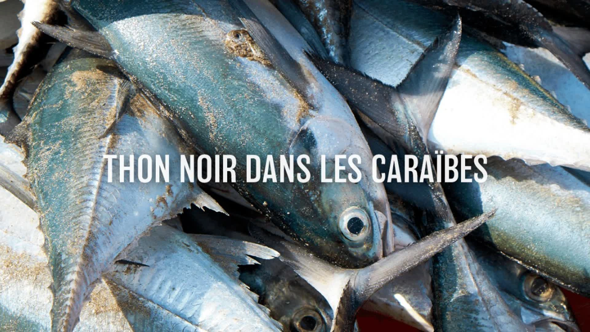 Thon noir dans les Caraïbes