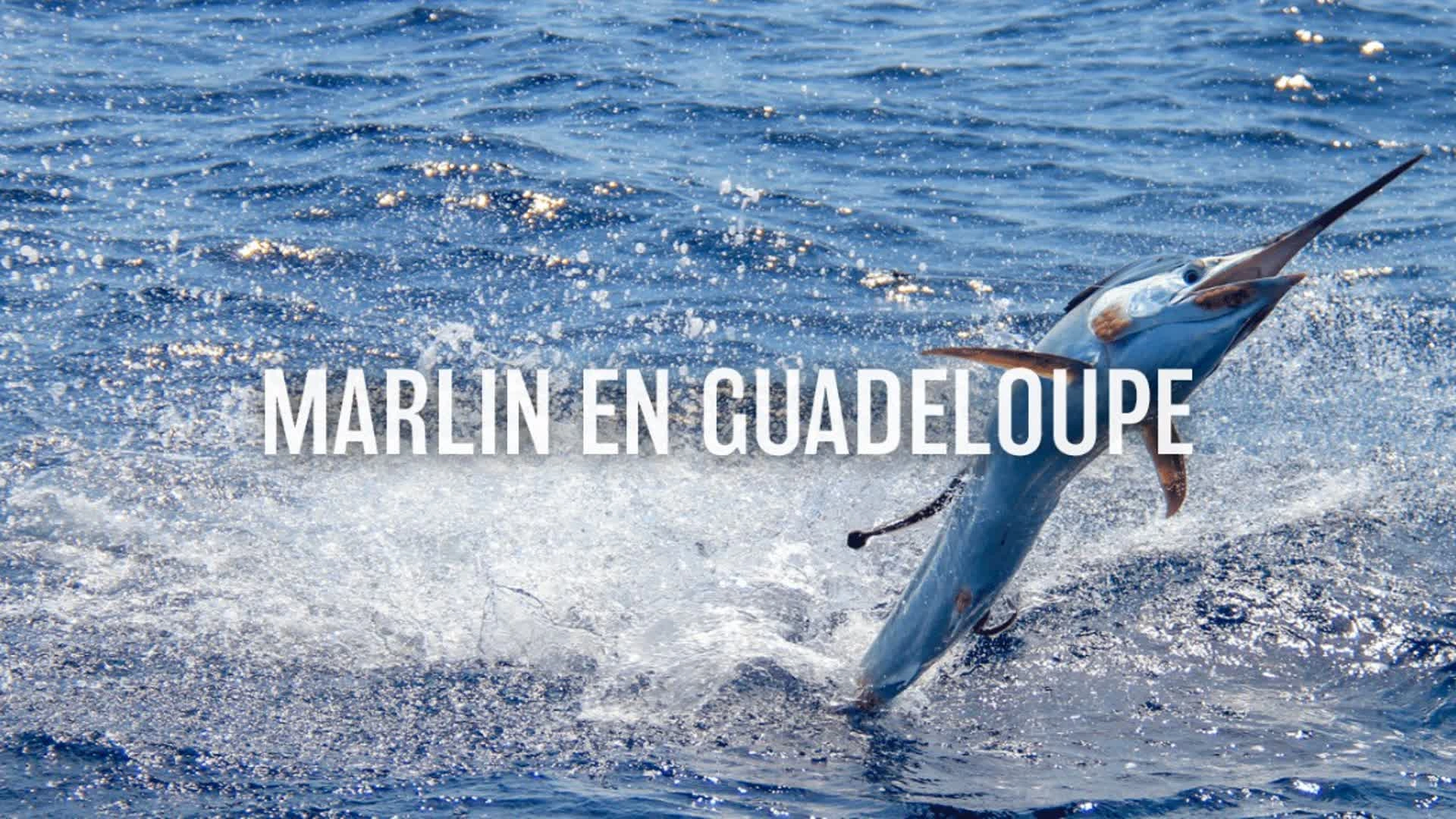 Marlin en Guadeloupe