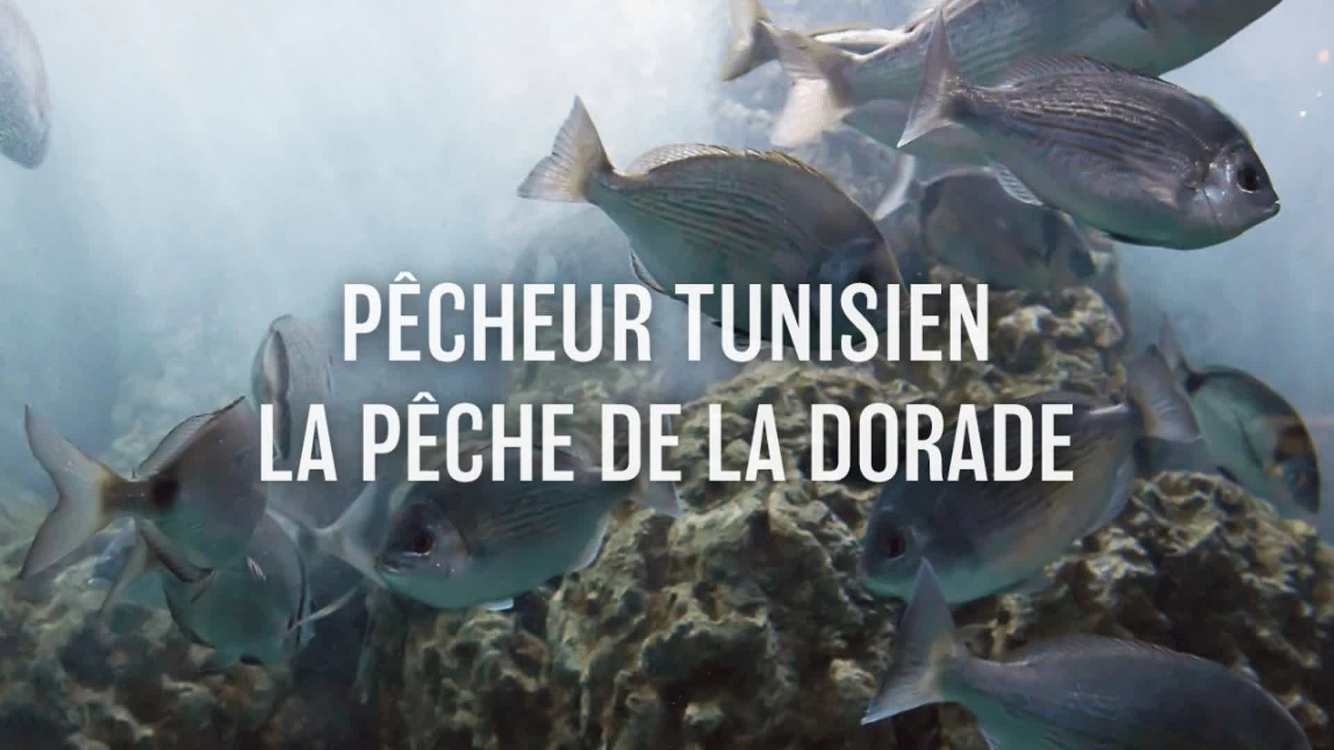 Pêcheur Tunisien - La pêche de la dorade