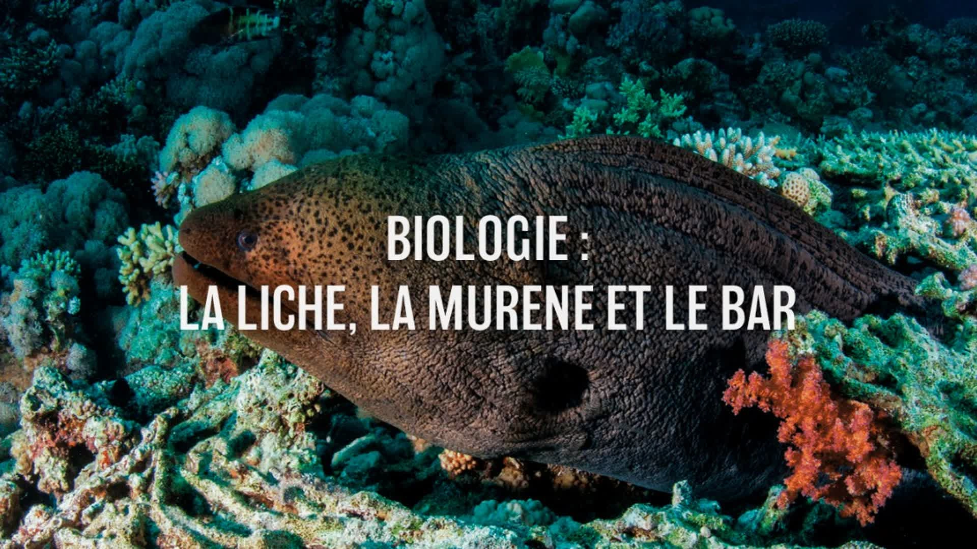 Biologie : La liche, la murène et le bar