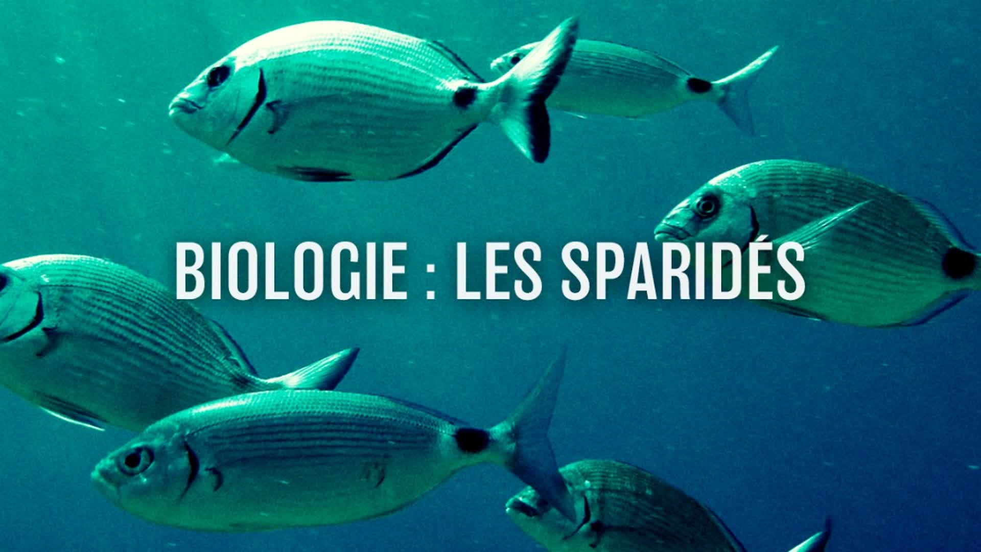 Biologie : Les sparidés