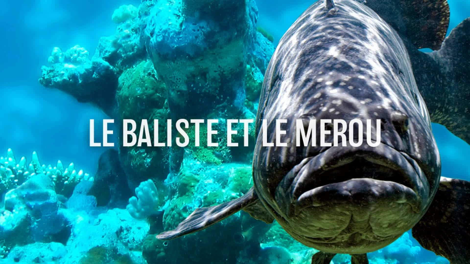 Le baliste et le mérou