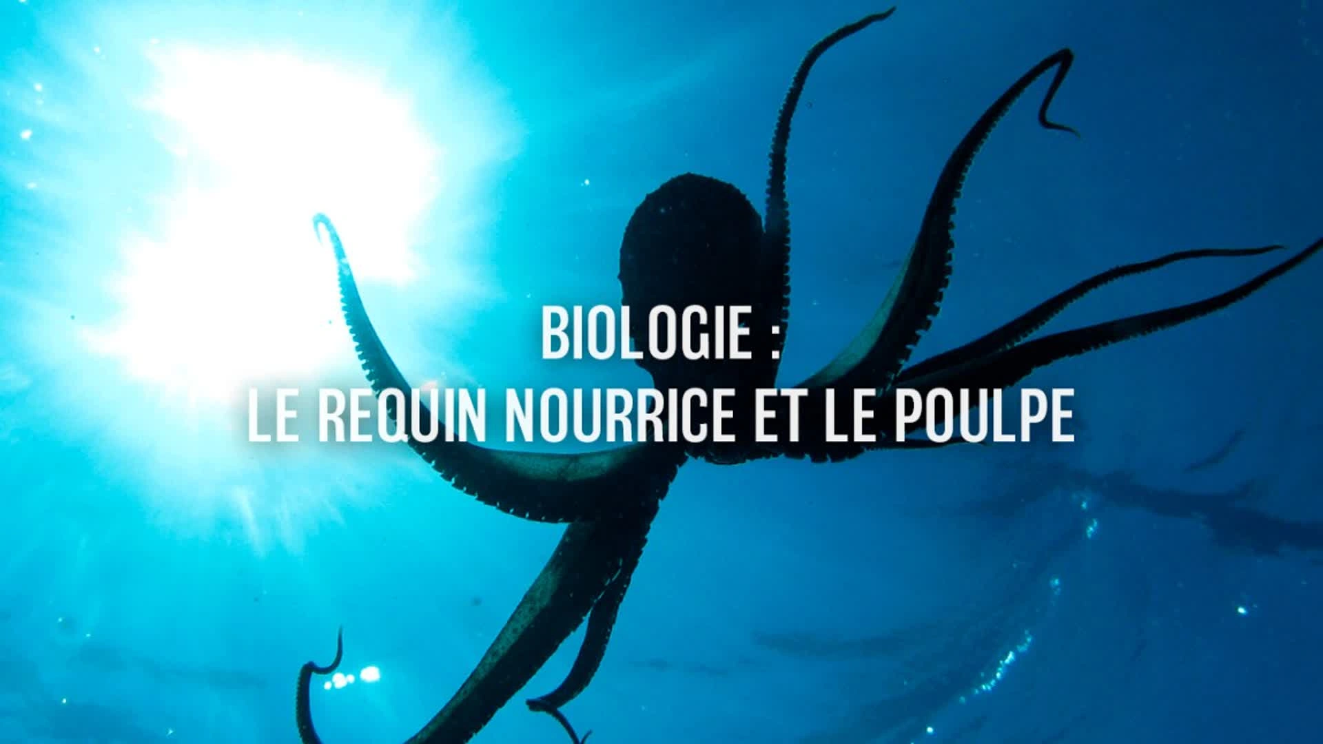 Biologie : Le requin nourrice et le poulpe