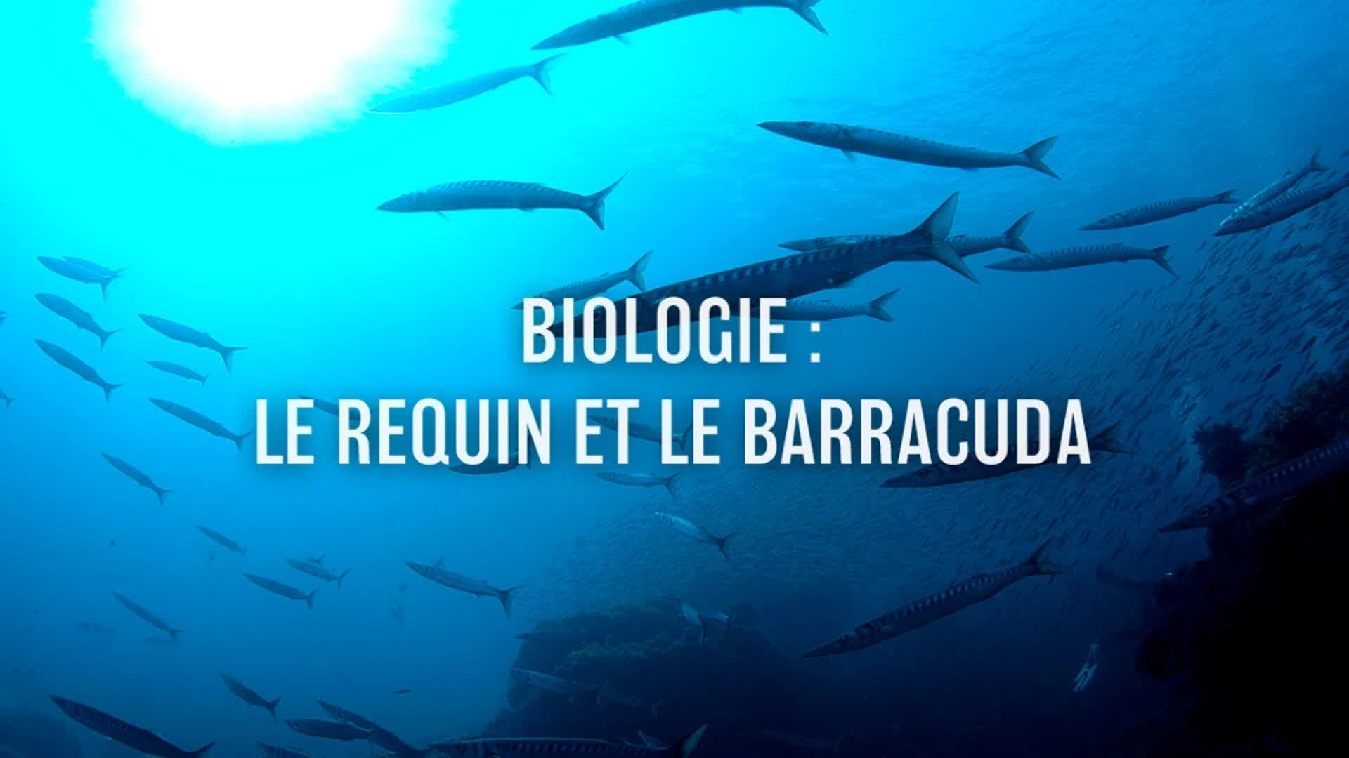 Biologie : Le requin et le barracuda