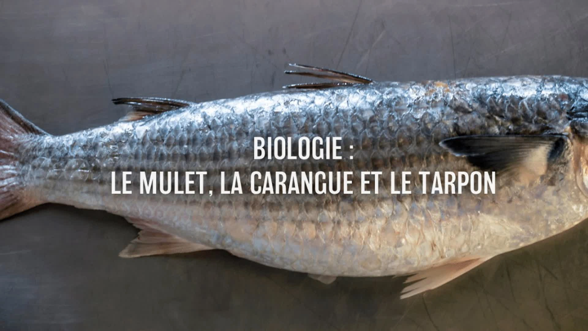 Biologie : Le mulet, la carangue et le tarpon