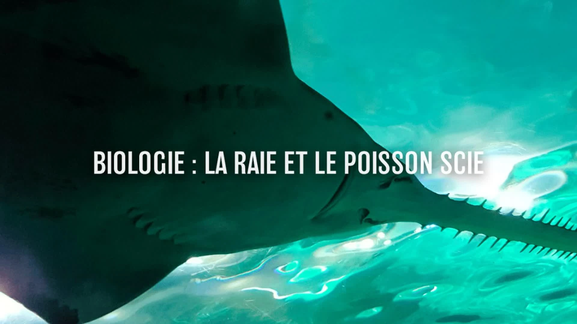 Biologie : La raie et le poisson scie