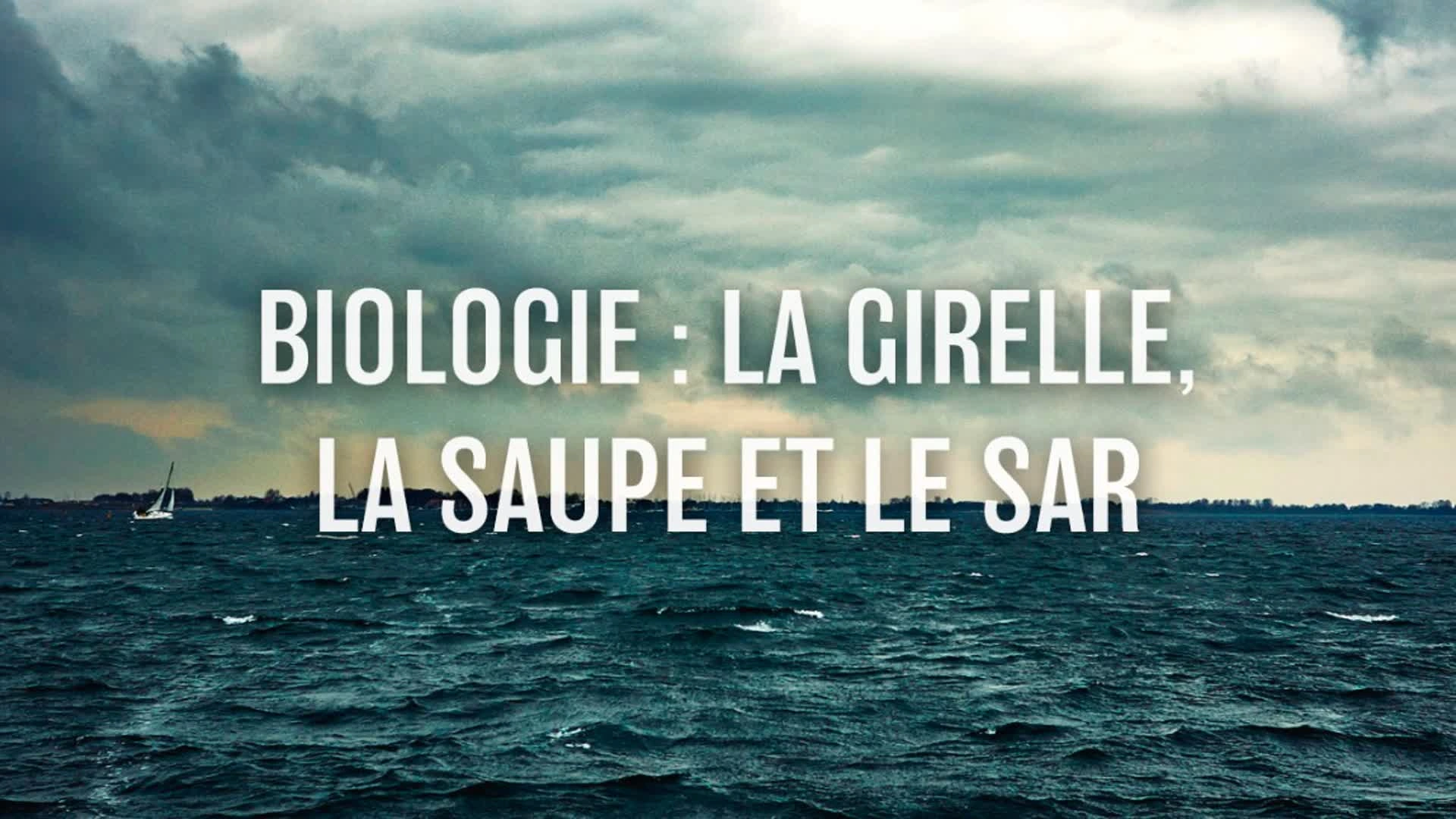 Biologie : La Girelle, la Saupe et le Sar