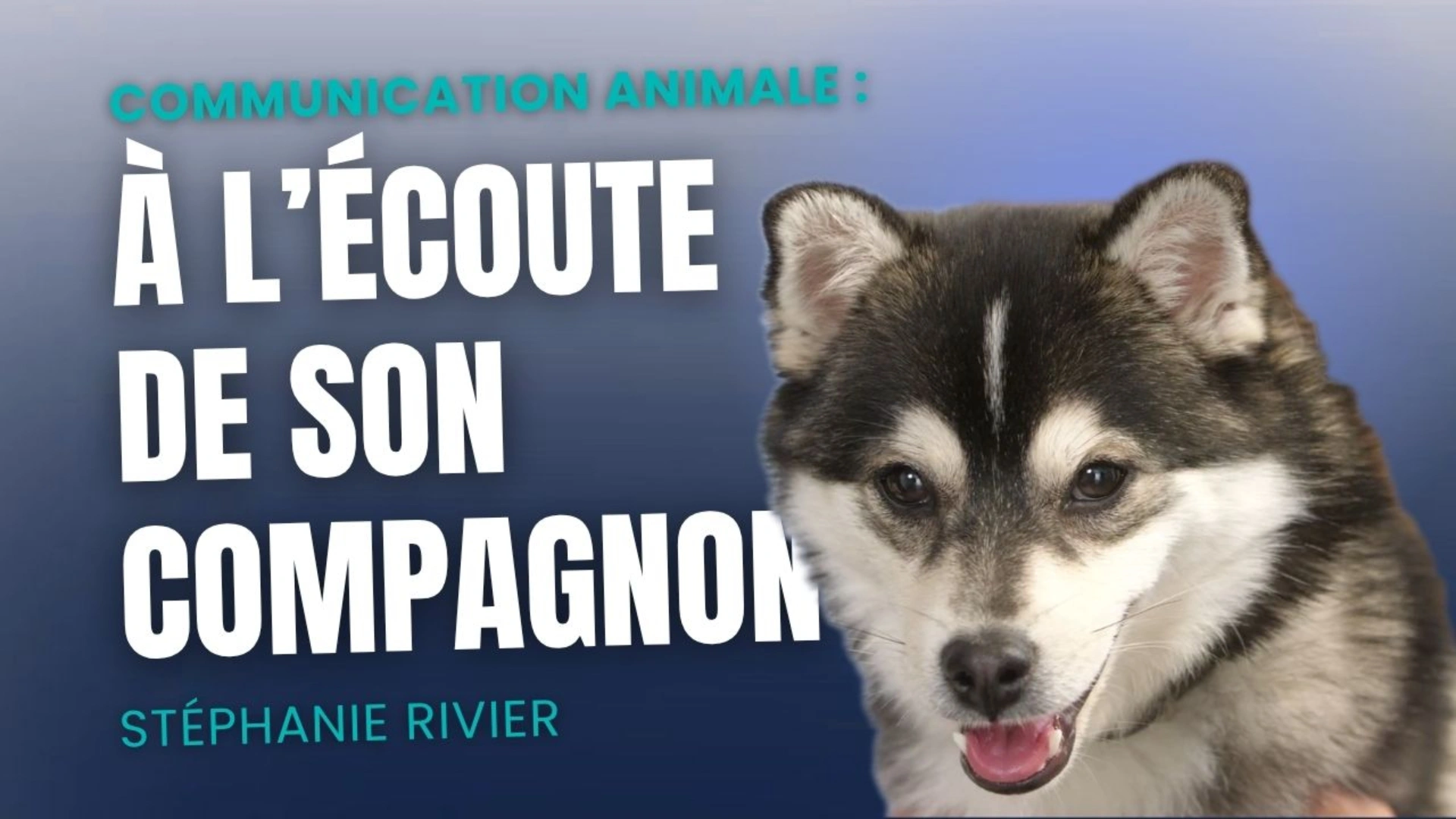 Communication Animale : À l'écoute de son compagnon