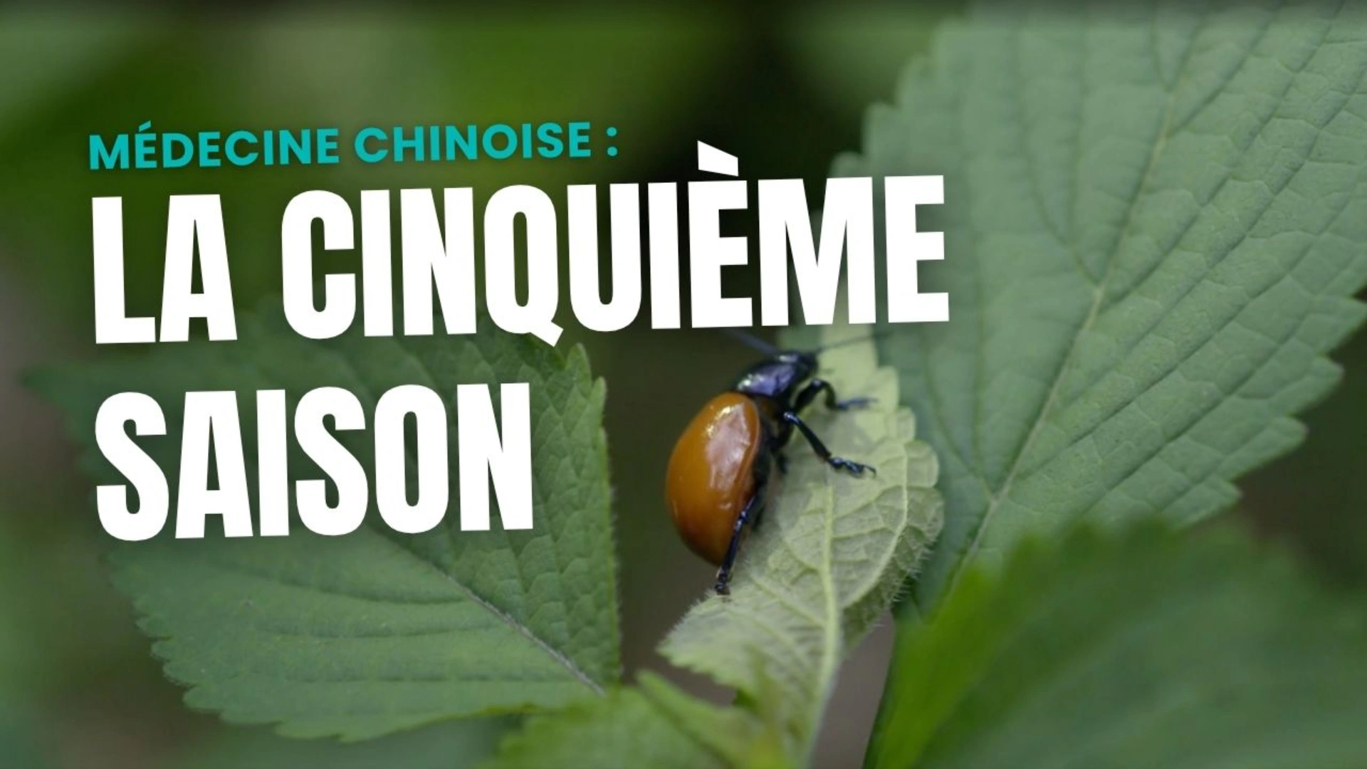 La cinquième saison