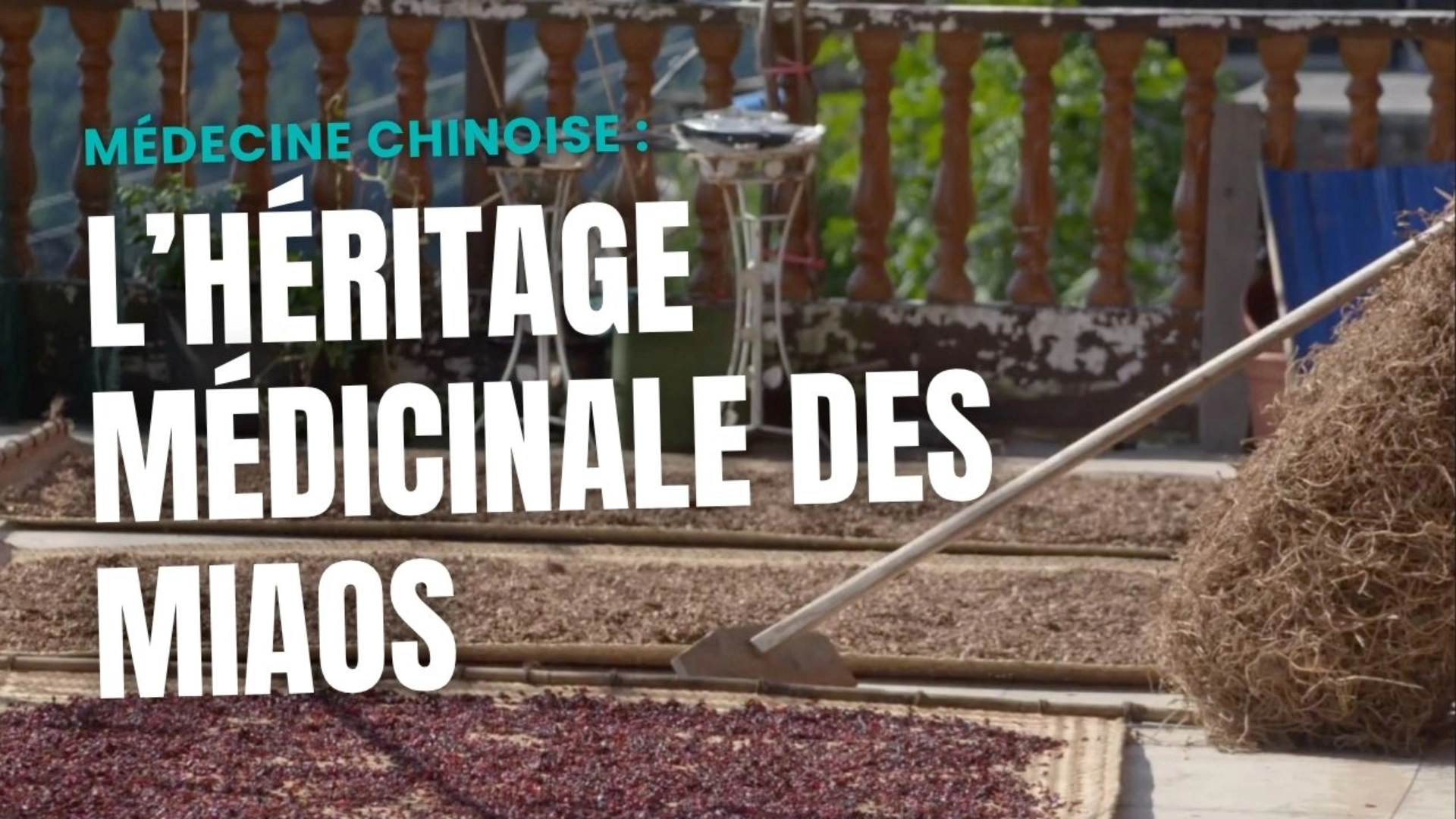 L’héritage médicinal des Miao