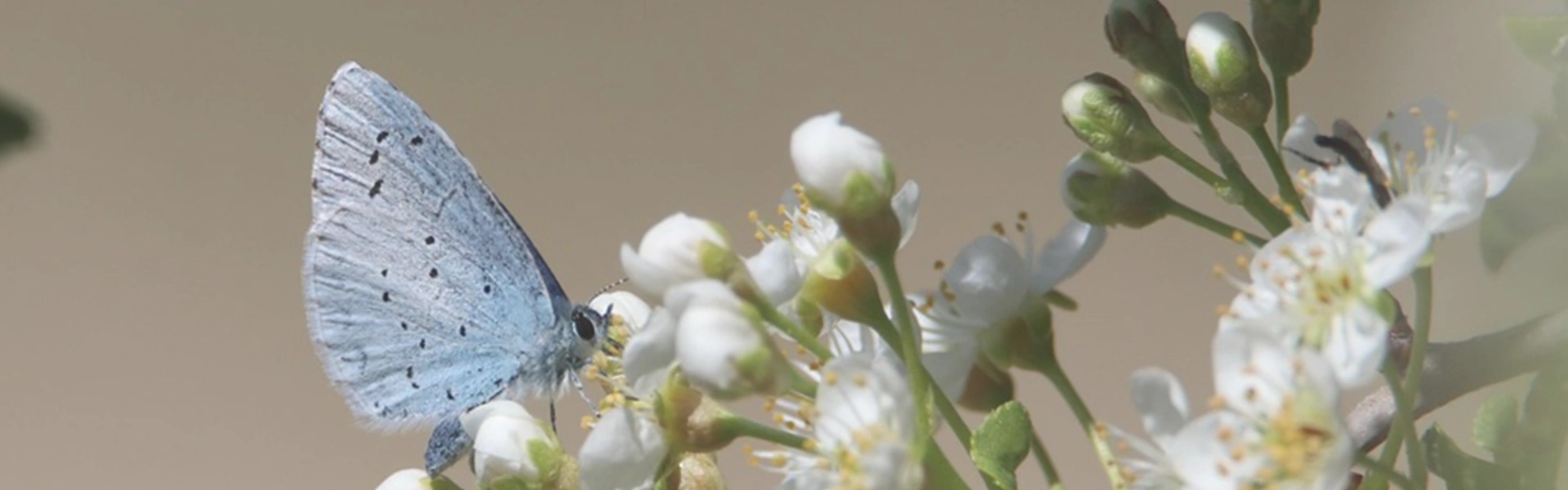 Quiz - Biodiversité