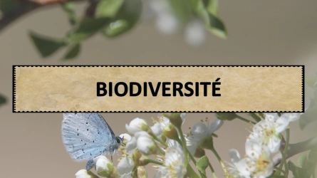 Quiz - Biodiversité