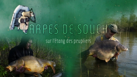 "CARPES DE SOUCHE" sur l'étang des peupliers.