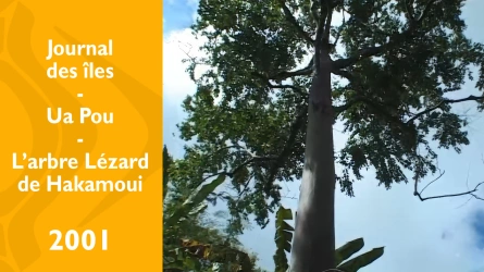 Journal des îles - L'arbre lézard de Hakamoui