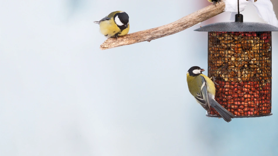Reconnaître les oiseaux des mangeoires