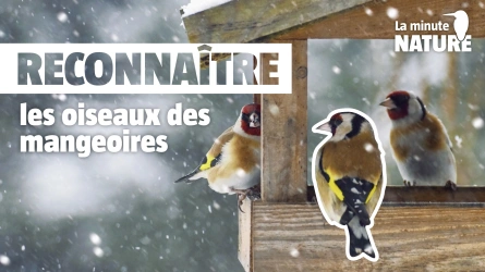 Reconnaître les oiseaux des mangeoires
