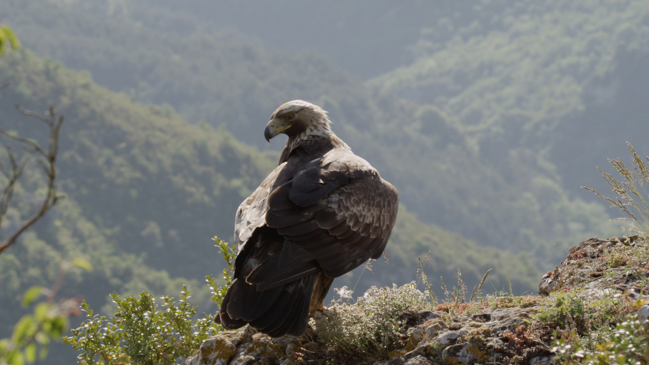 Aigle
