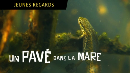 Un pavé dans la mare