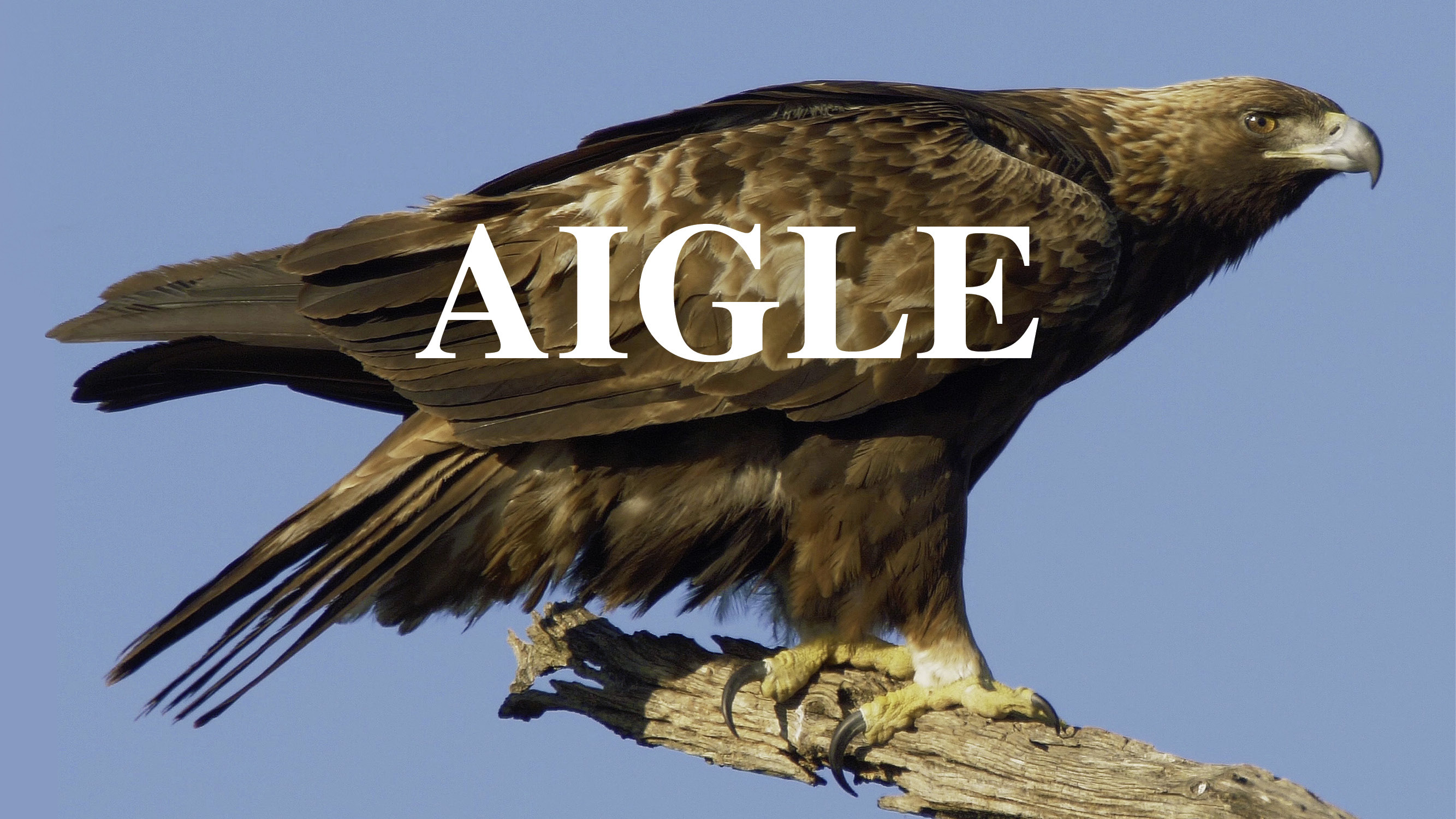 Aigle
