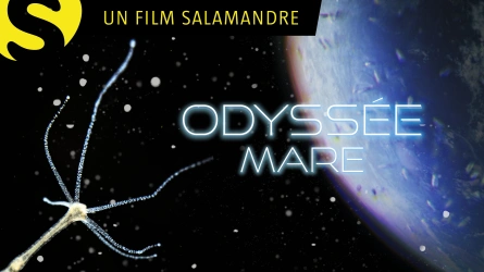 Odyssée mare