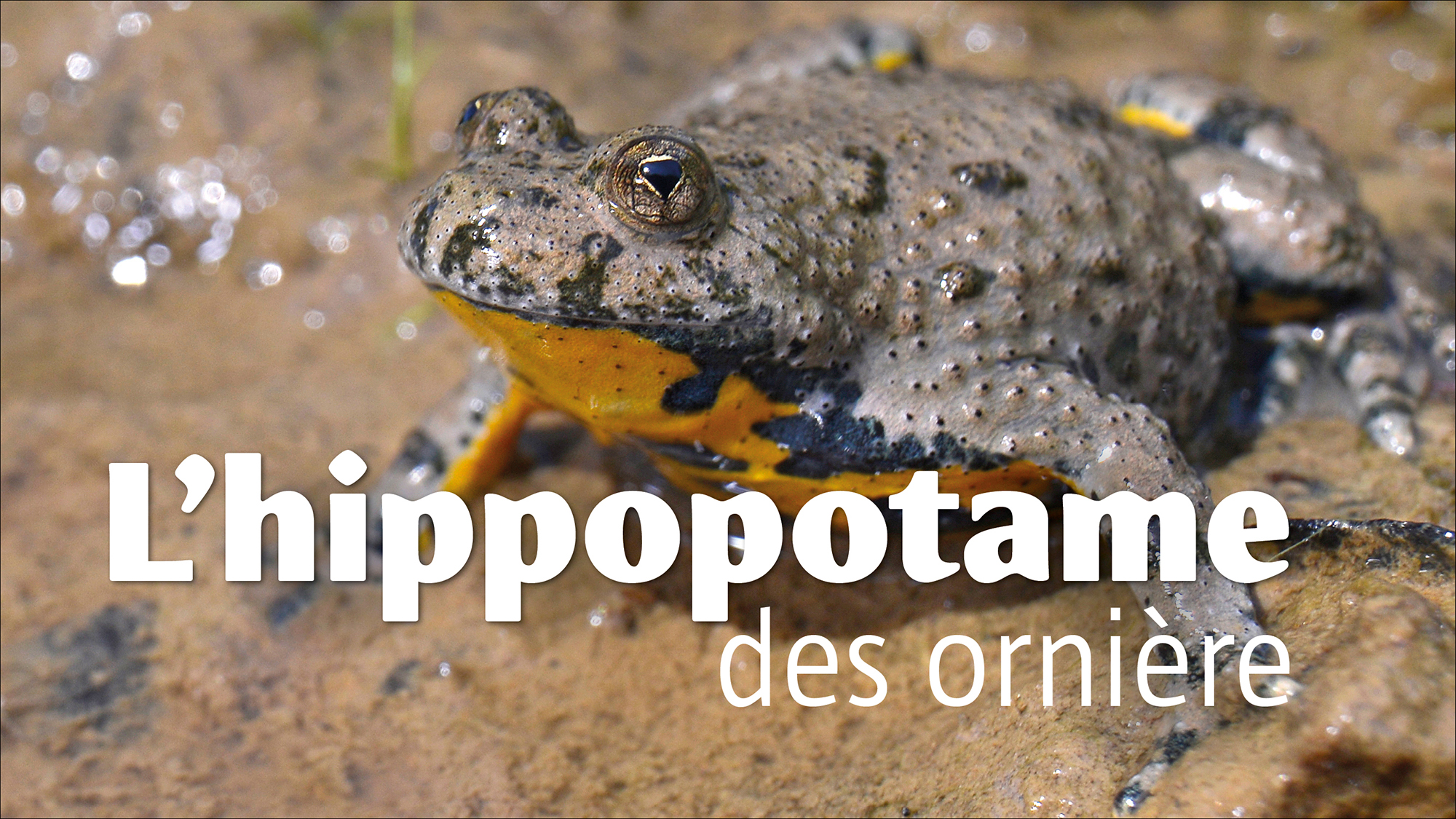 L'hippopotame des ornières