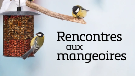 Rencontres aux mangeoires