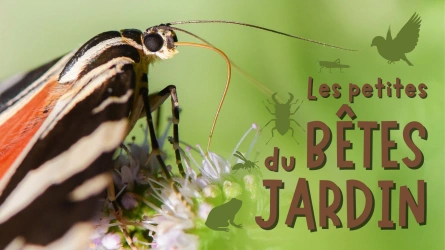 Les petites bêtes du jardin