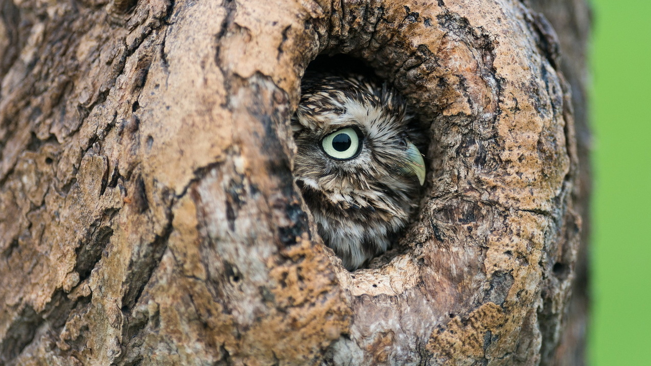 Trogne, l’arbre aux milles visages