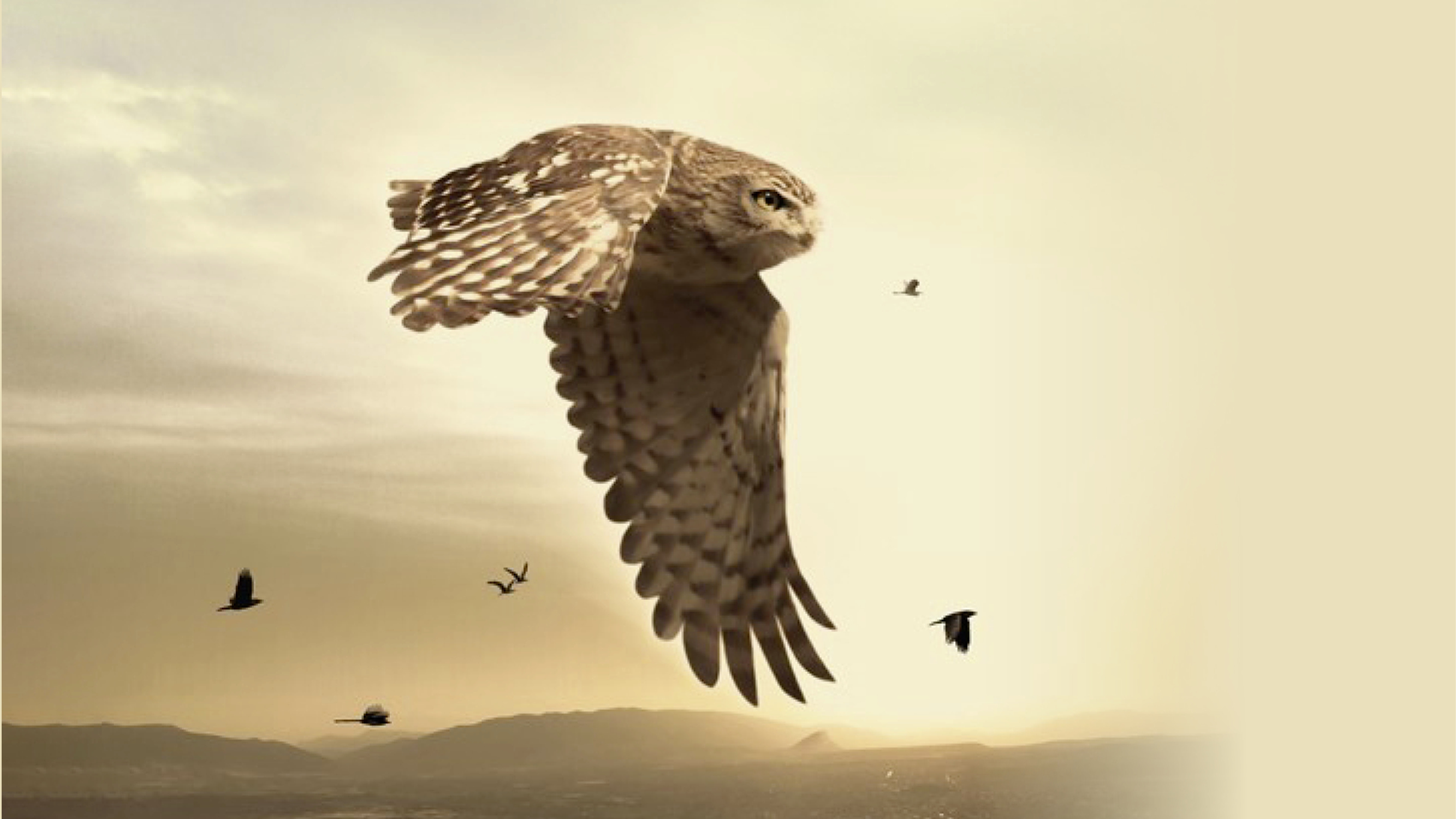 The song of a little owl