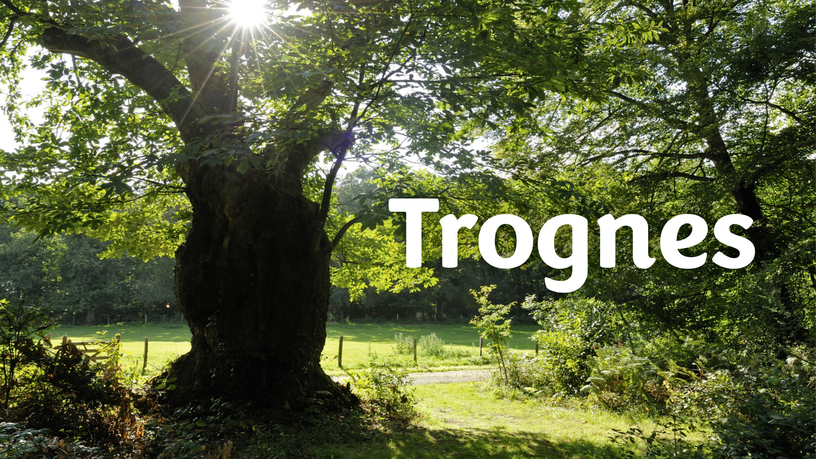 Trogne, l’arbre aux milles visages